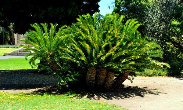 Growing Tree in the Garden