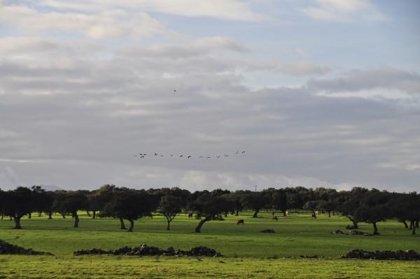 Grullas y Vacas