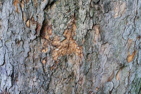Grunge old bark