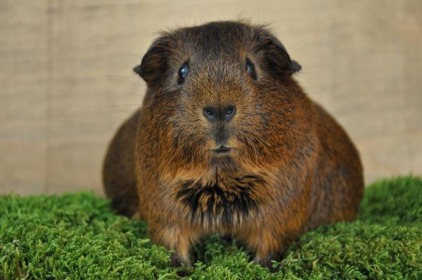 Guinea