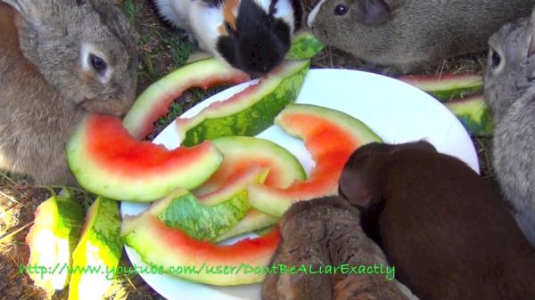Guinea eating watermelon