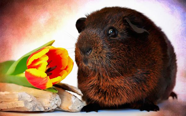 Guinea Pig
