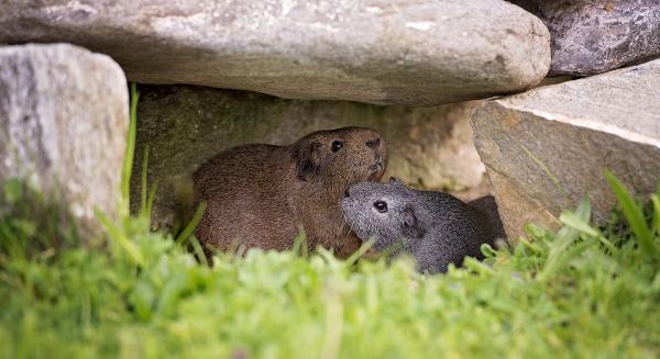 Guinea Pig