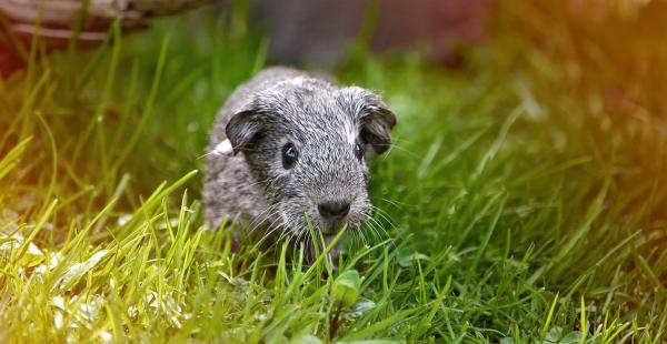 Guinea Pig Outside