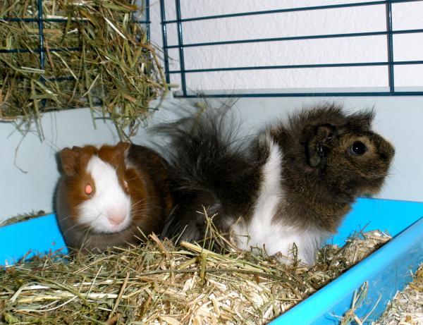 Guinea pig update!