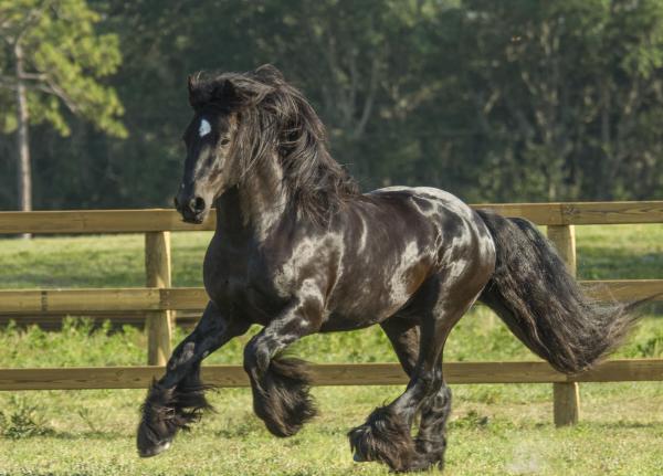 Gypsy vanner stallion