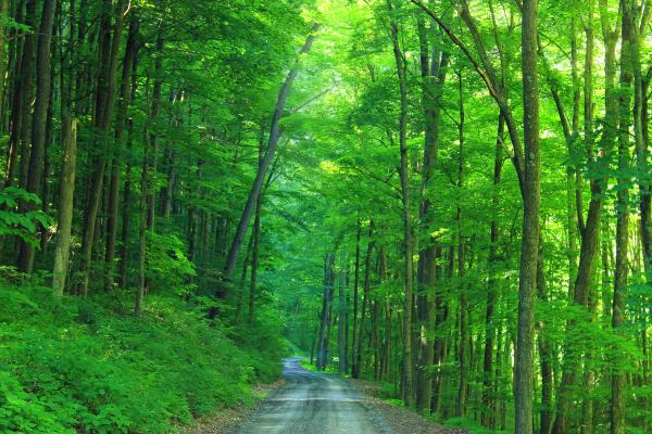 Hagerman Run Road (4)