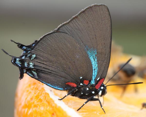 HAIRSTREAK, GREAT PURPLE (Atlides halesus) (9-2-12) 78 circulo montana, patagonia lake ranch estates, scc, az -01b