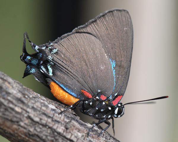 HAIRSTREAK, GREAT PURPLE (Atlides halesus) (9-2-12) 78 circulo montana, patagonia lake ranch estates, scc, az -02