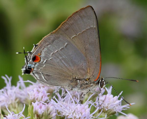 HAIRSTREAK, MARIUS (Rekoa marius) (11-18-13) roma, starr co, tx -03