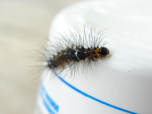 Hairy Caterpillar
