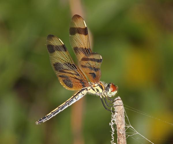 HALLOWEEN PENNANT (Celithemis eponina) (5-8-14) marathon key, monroe co, fl -01