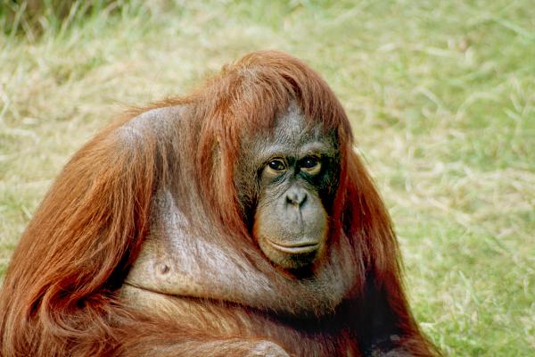 Handicapped Monkey