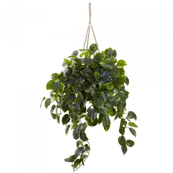 Ivy plant