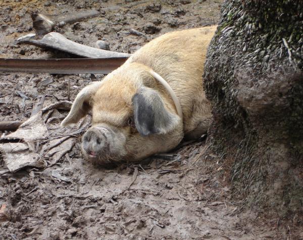 Happy as a pig....