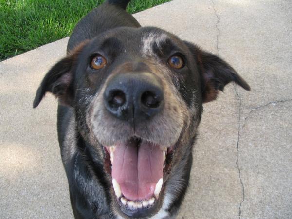 Happy Dog