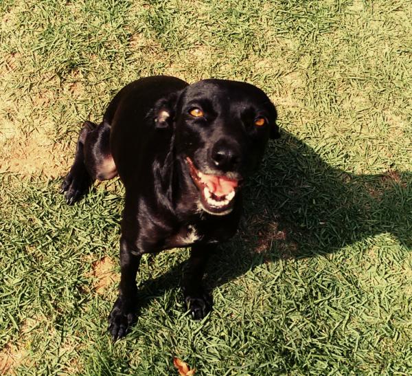 Happy Dog