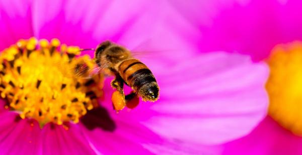 Hard Working Bee