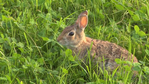 Hare Closeup