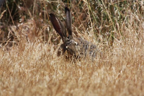 Hare in the Jungle