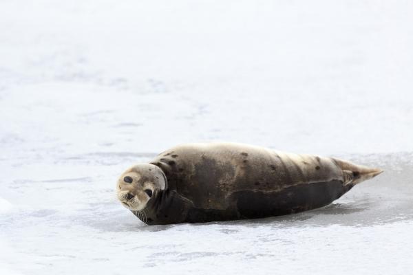 Harp Seal