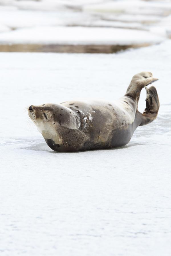 Harp Seal