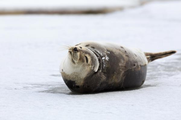 Harp Seal