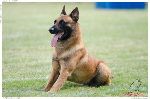 Harribo des Plaines de Thirache PRULHIERE F --4080