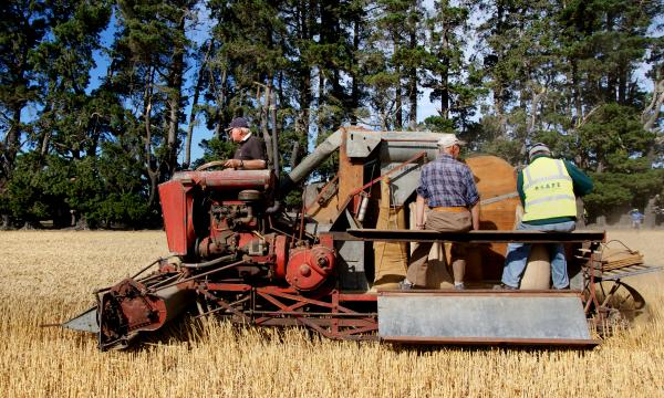 Harvest time Canterbury.