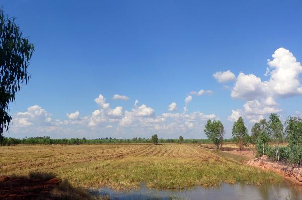 Harvested Thai rice field