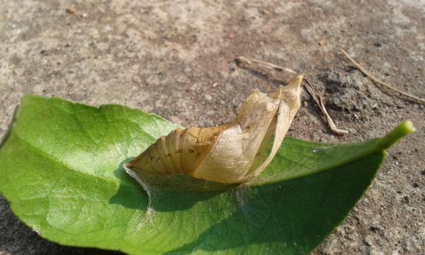 Hatching
