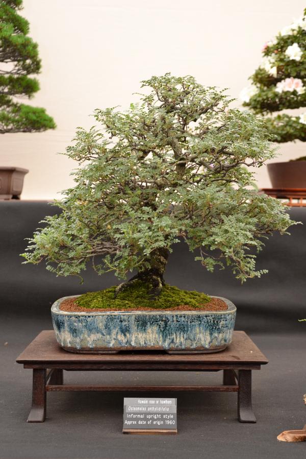 Hawaiin rose or hawthorn bonsai