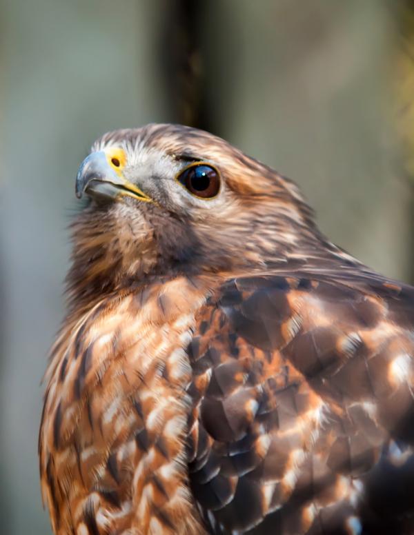 Hawk