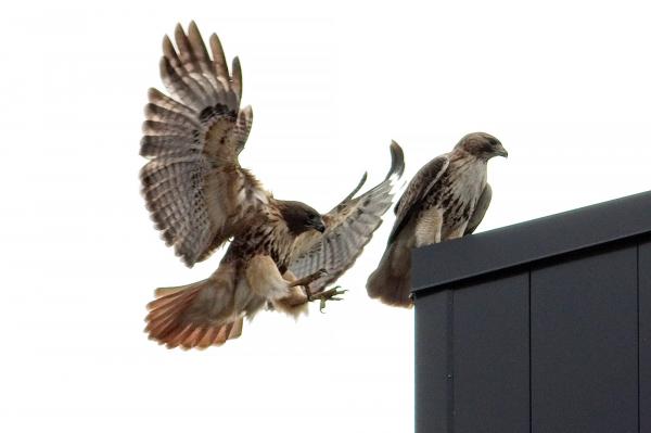 Hawk