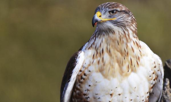 Hawk