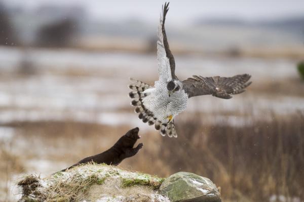 Hawk