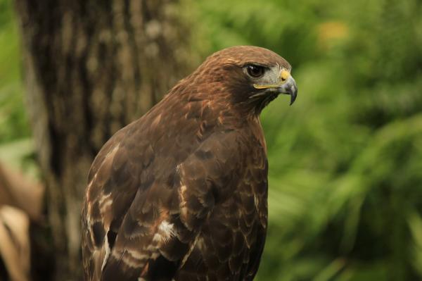 Hawk