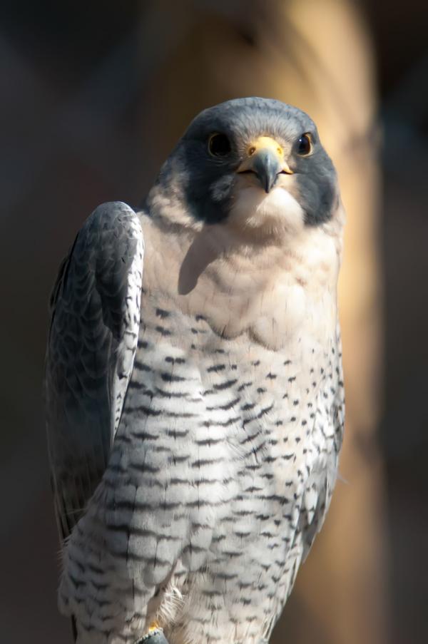 Hawk