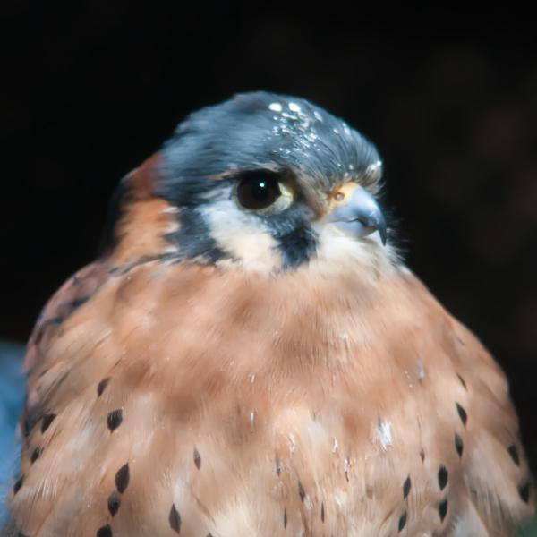 Hawk