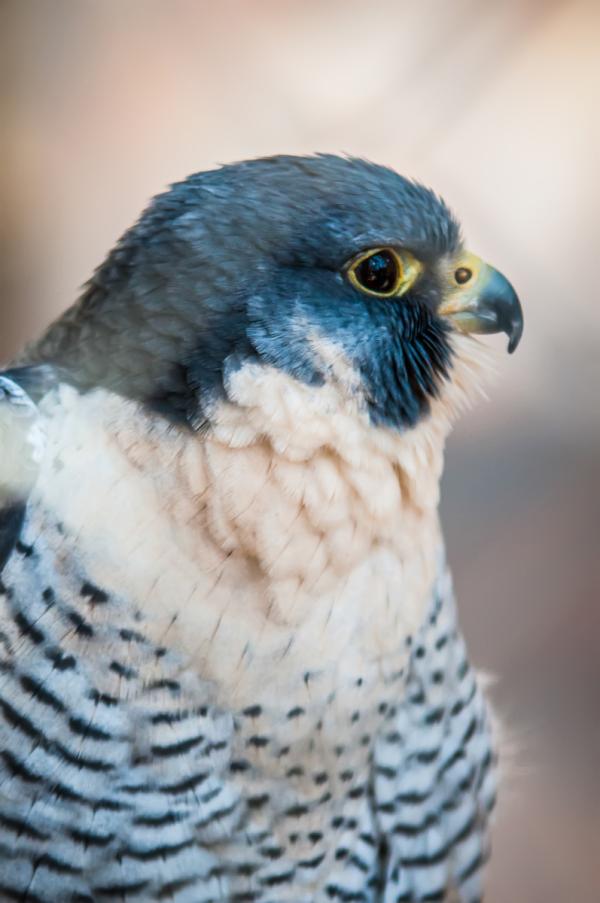 Hawk
