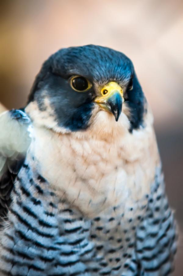 Hawk