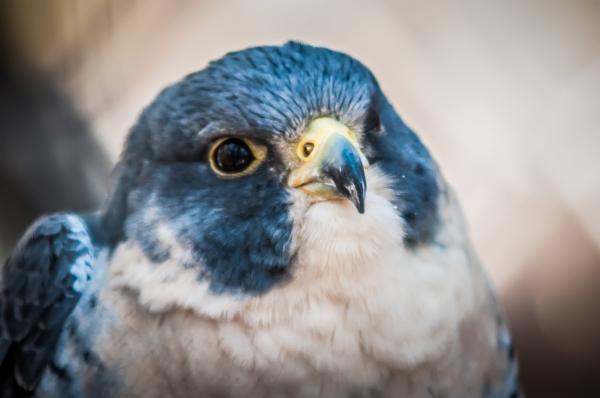 Hawk