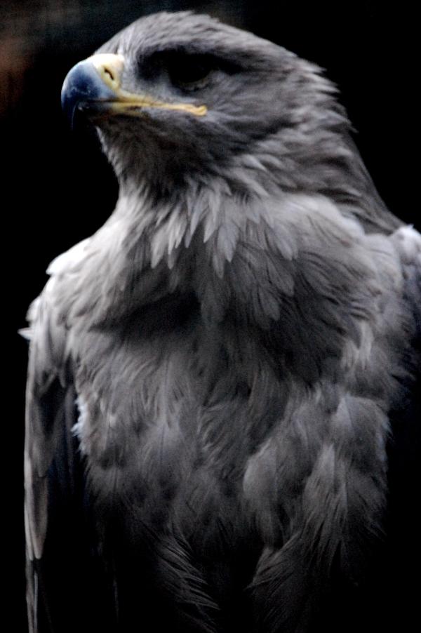 Hawk