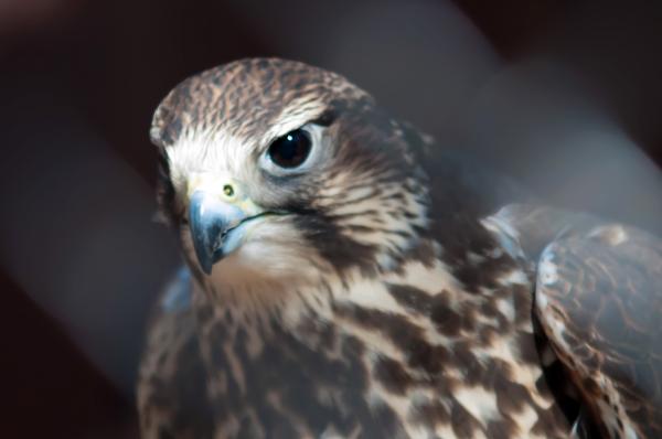 Hawk