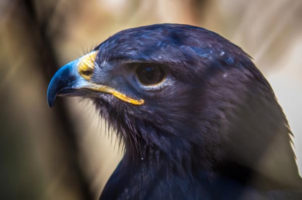 Hawk