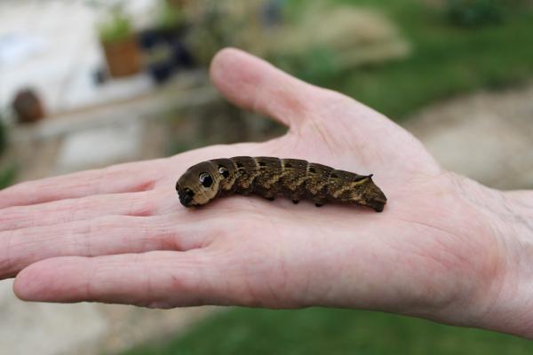 Hawk Moth Caterpillar