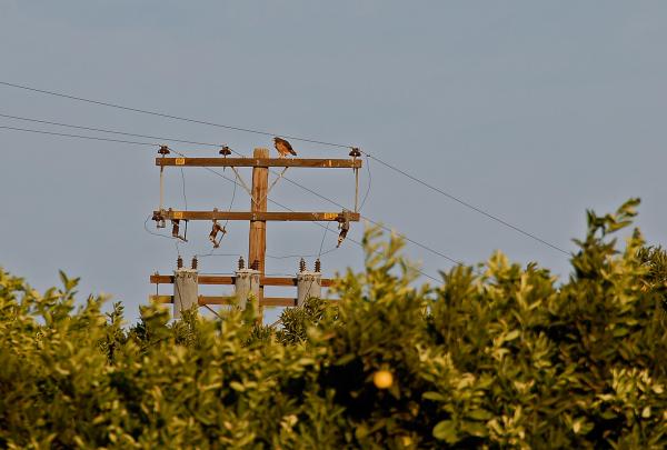 Hawk on a Pole