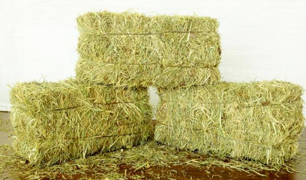 Hay