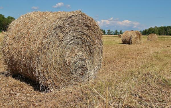 Hay Bales