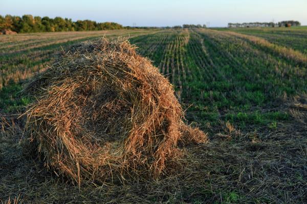 haystack